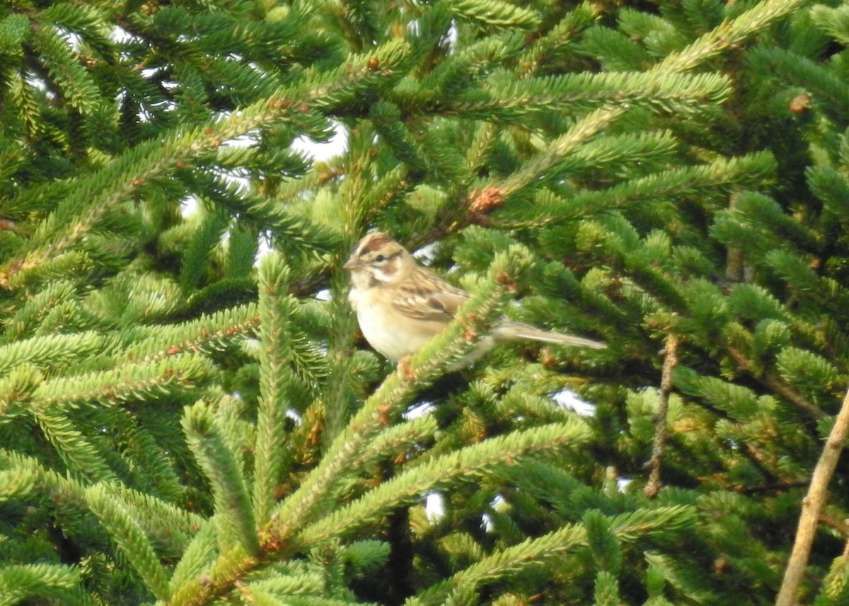Lark Sparrow - ML641529149