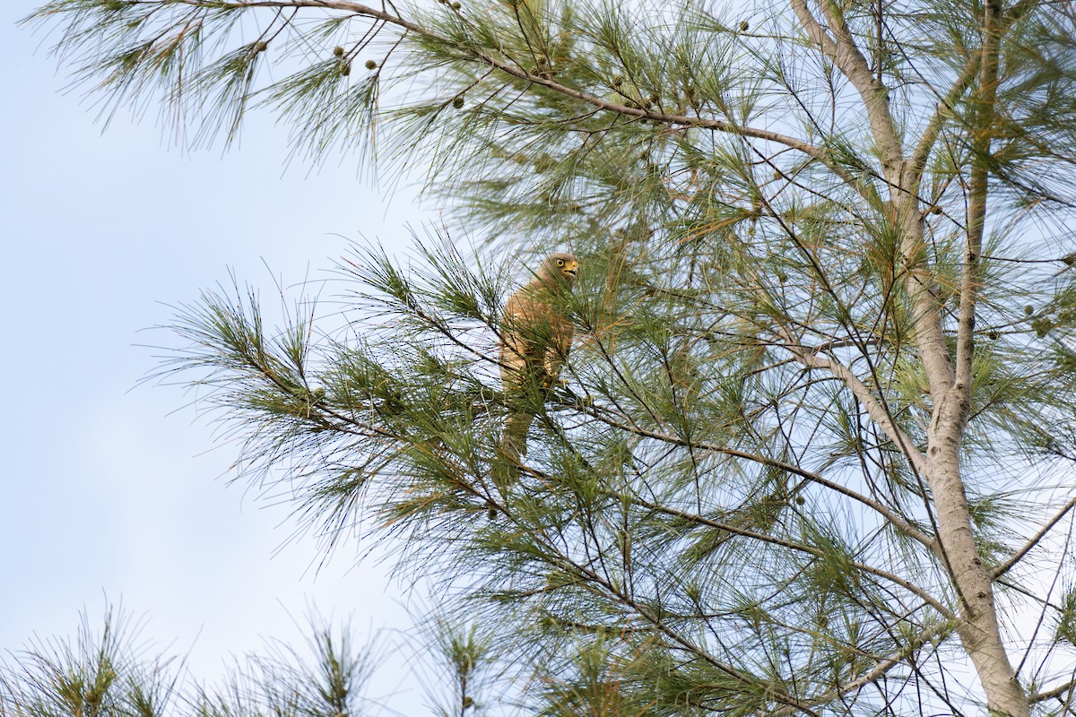 Roadside Hawk - ML641529180