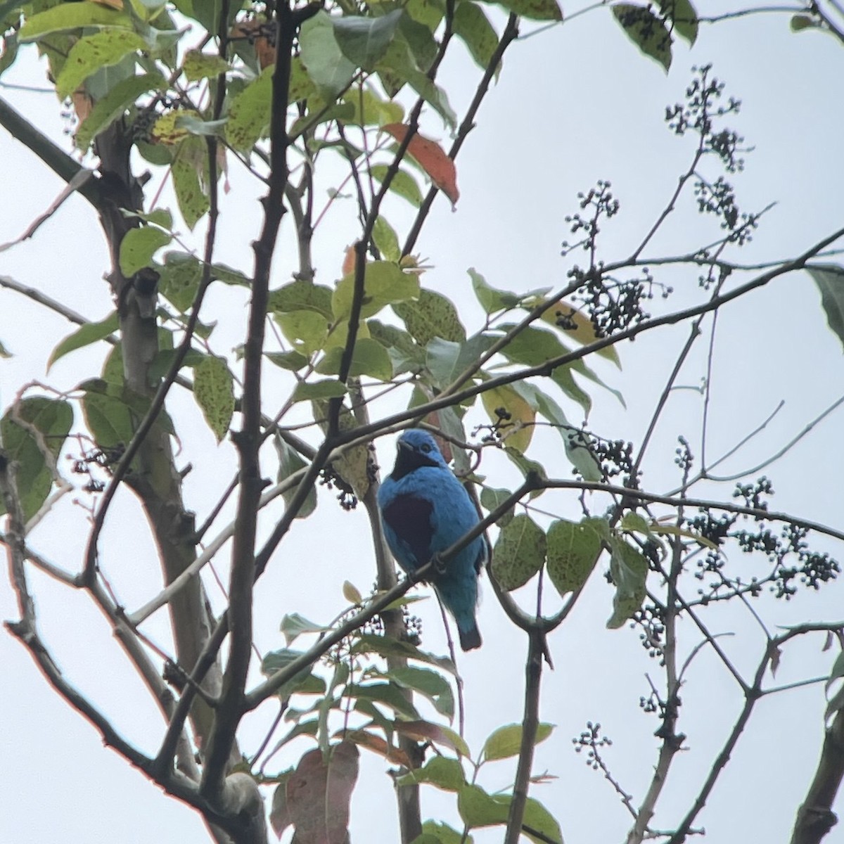 Turquoise Cotinga - ML641529196