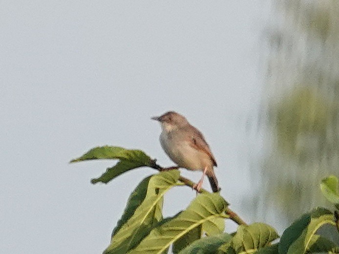 Whistling Cisticola - ML641529199