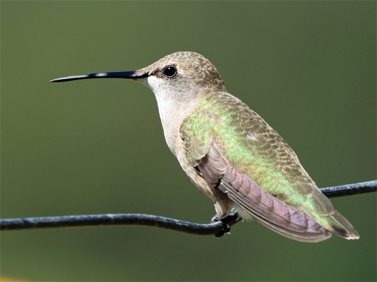 Black-chinned Hummingbird - ML641529200