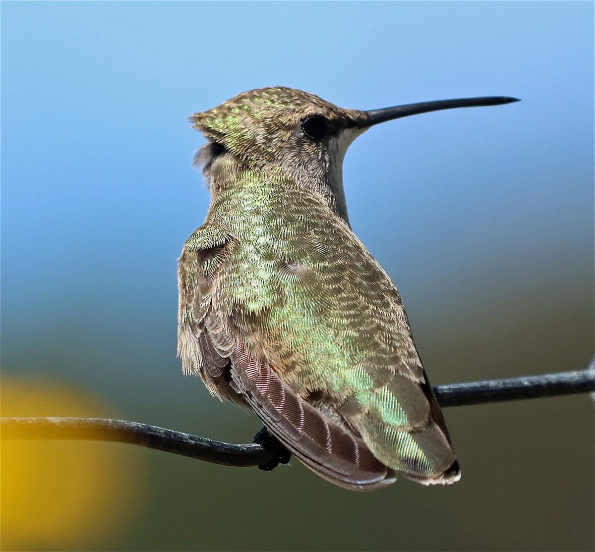 Black-chinned Hummingbird - ML641529205
