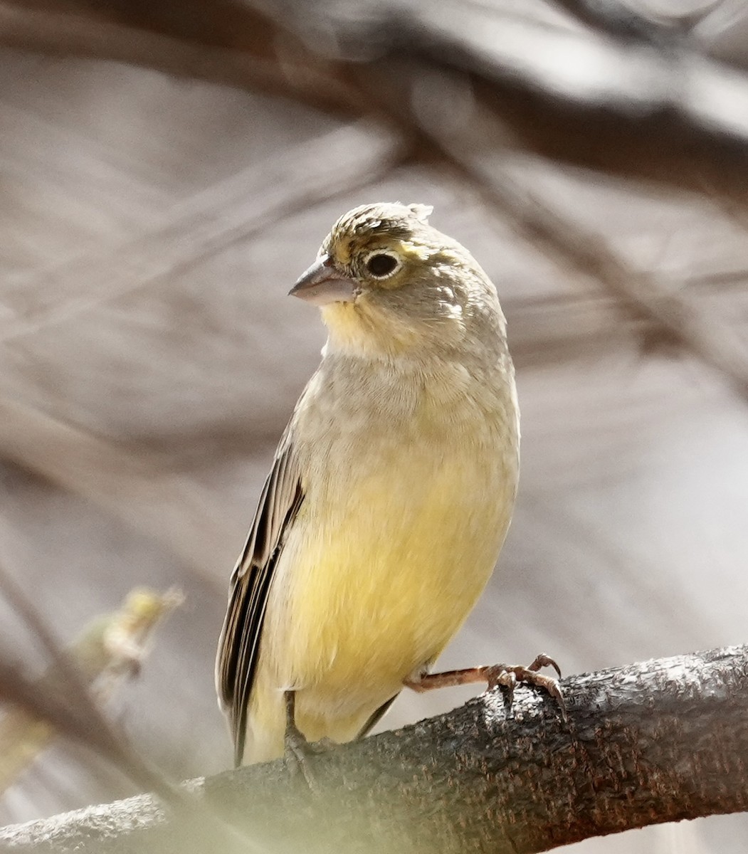 Grassland Yellow-Finch (Grassland) - ML641529221