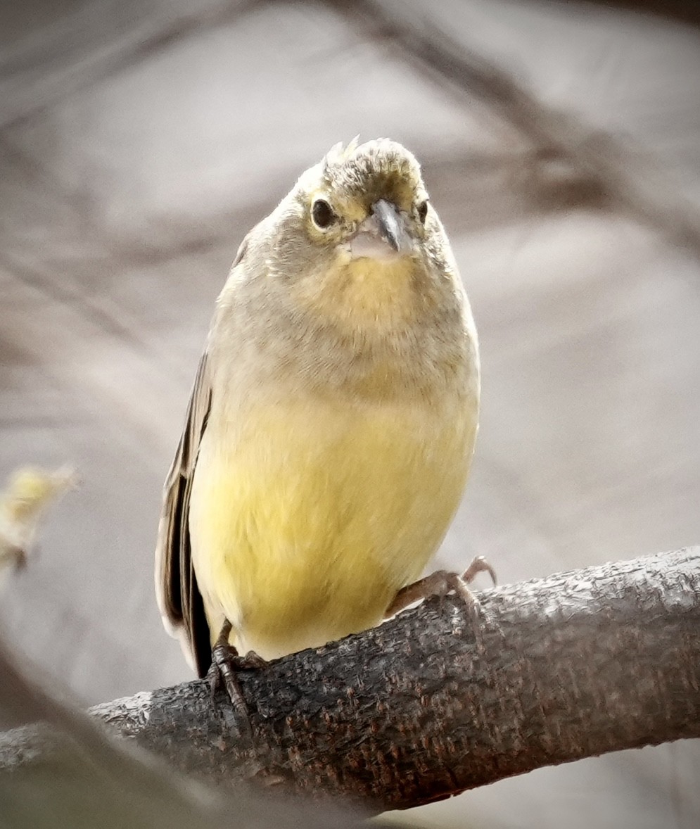 Grassland Yellow-Finch (Grassland) - ML641529224
