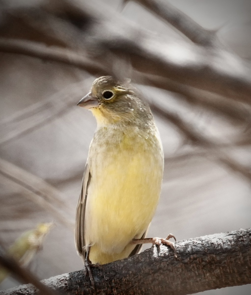 Grassland Yellow-Finch (Grassland) - ML641529225