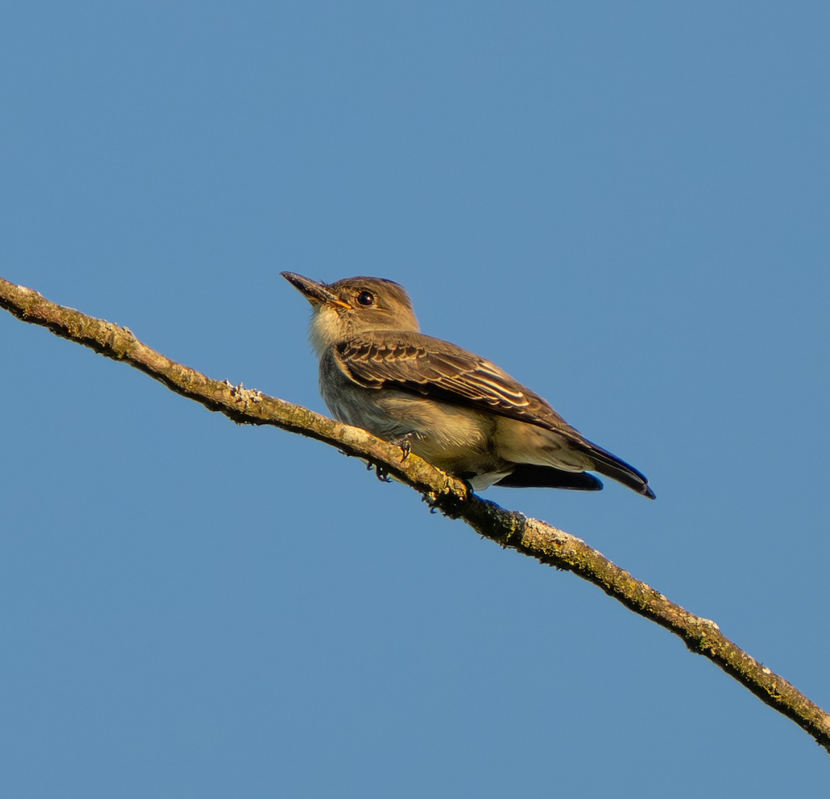 Olive-sided Flycatcher - ML641529241