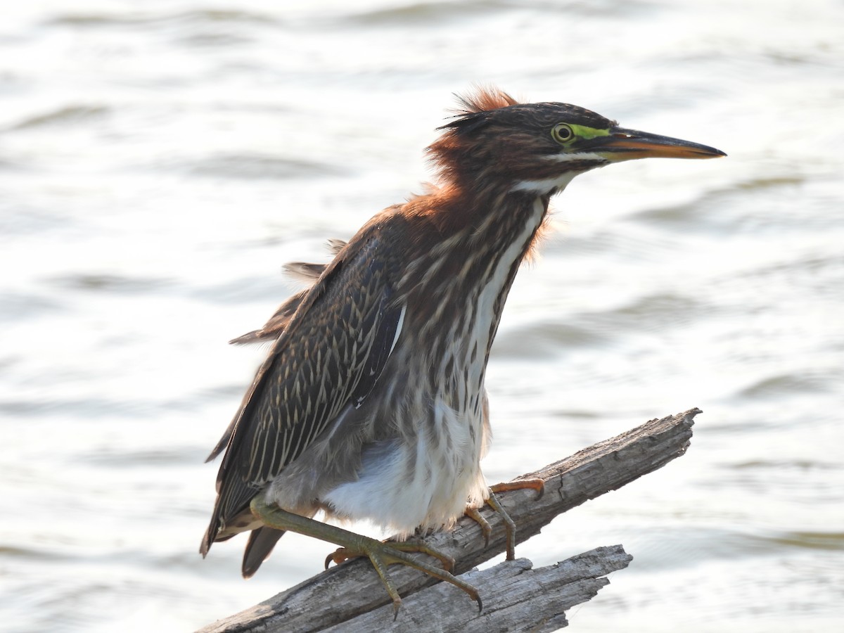 Airone verde - ML641529313