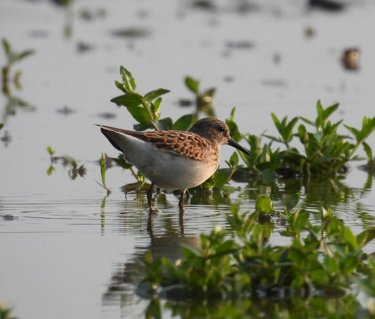 Gambecchio americano - ML641529346
