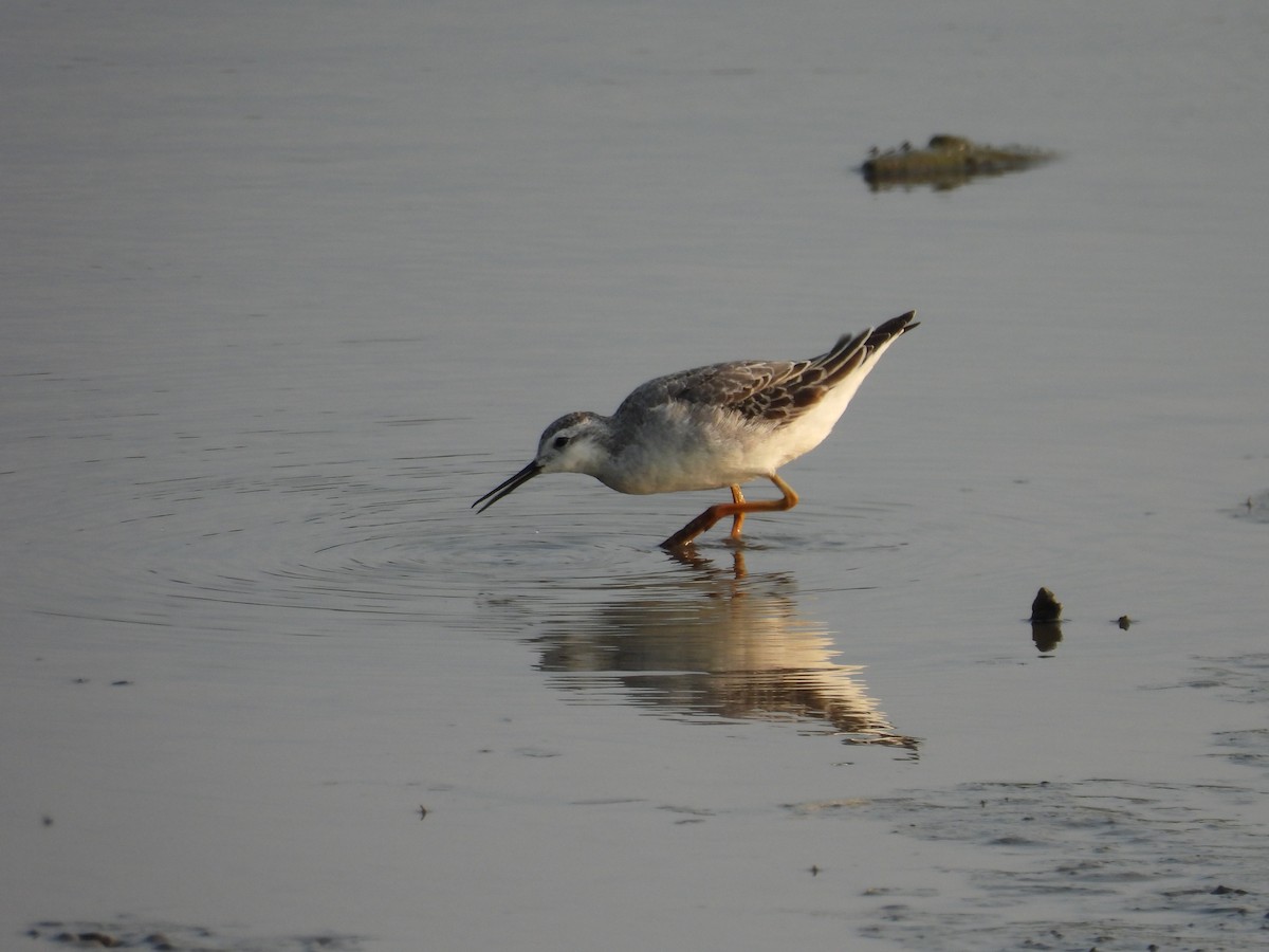 Falaropo di Wilson - ML641529388