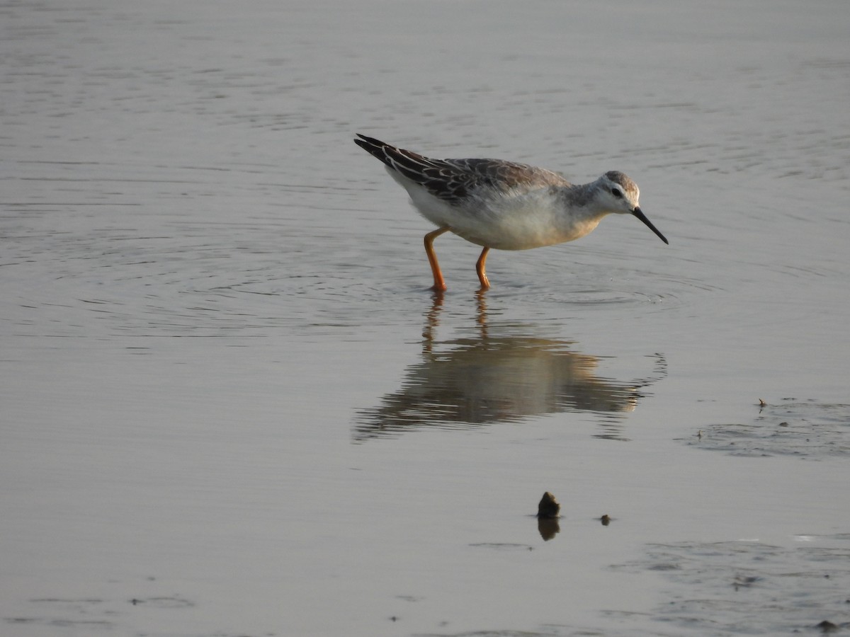 Falaropo di Wilson - ML641529389