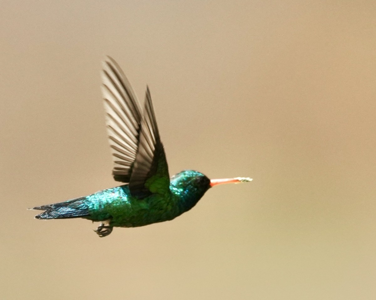 Glittering-bellied Emerald - ML641529419