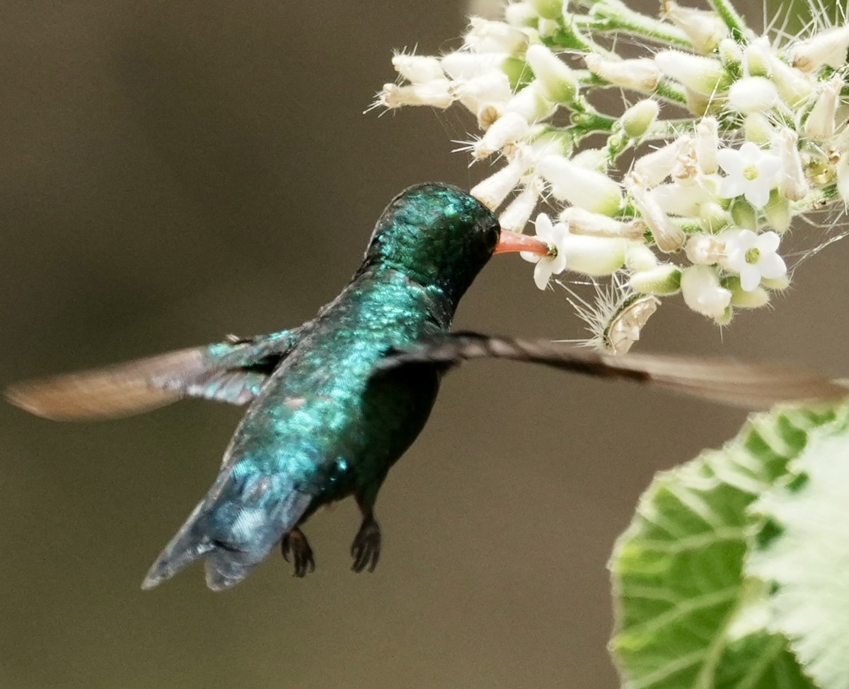 Glittering-bellied Emerald - ML641529421