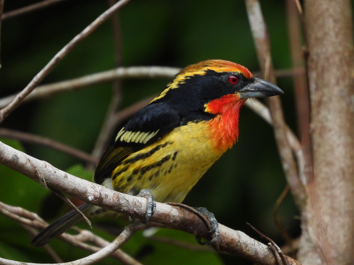 Gilded Barbet - ML641529435