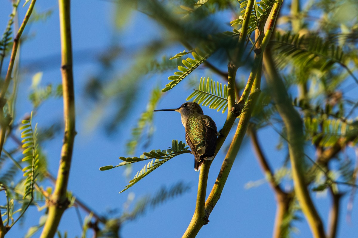 Black-chinned Hummingbird - ML641529445