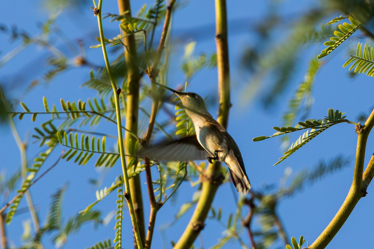 Black-chinned Hummingbird - ML641529446