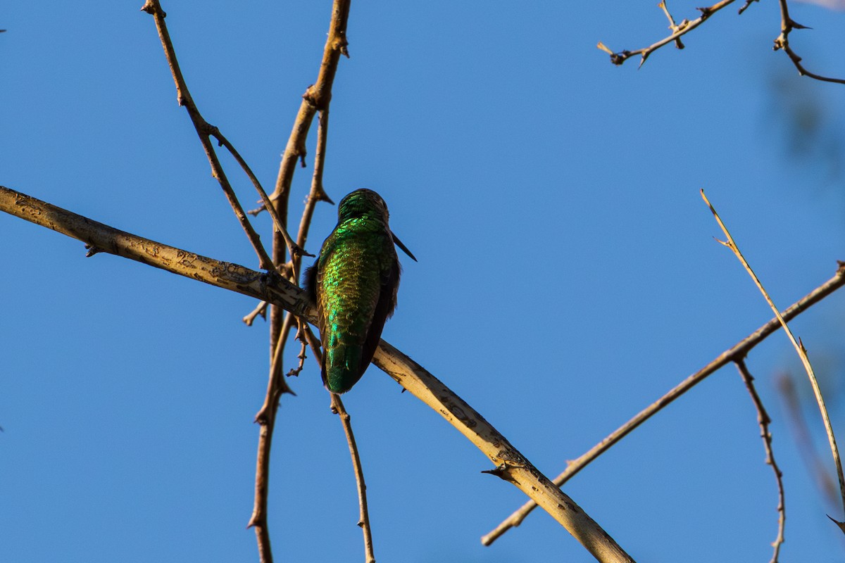 Black-chinned Hummingbird - ML641529447
