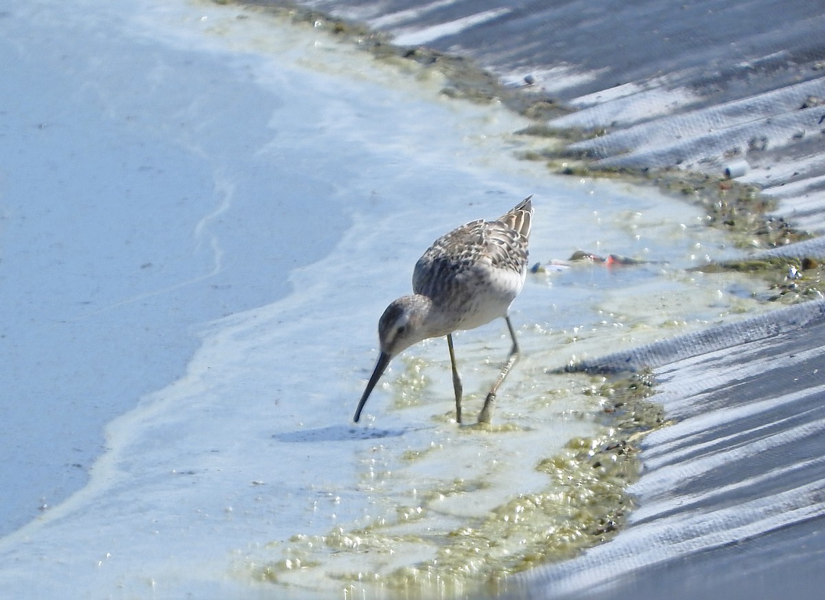 Stilt Sandpiper - ML641529471