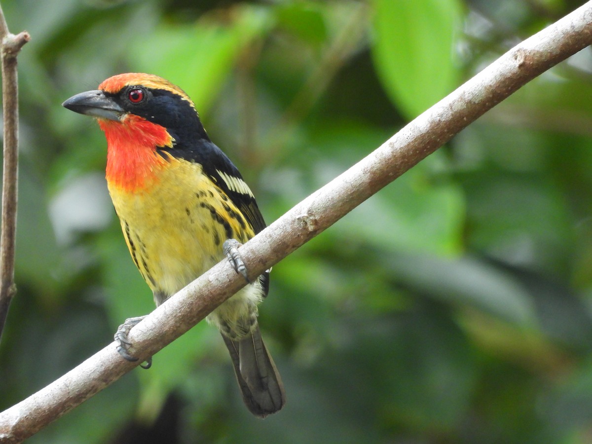 Gilded Barbet - ML641529477