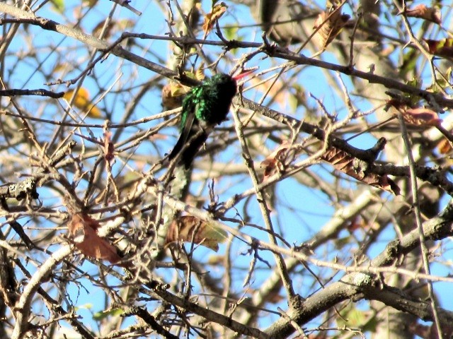 Glittering-bellied Emerald - ML641529538