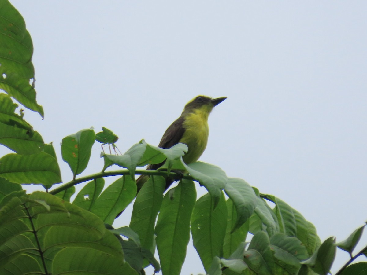 Lemon-browed Flycatcher - ML641529620