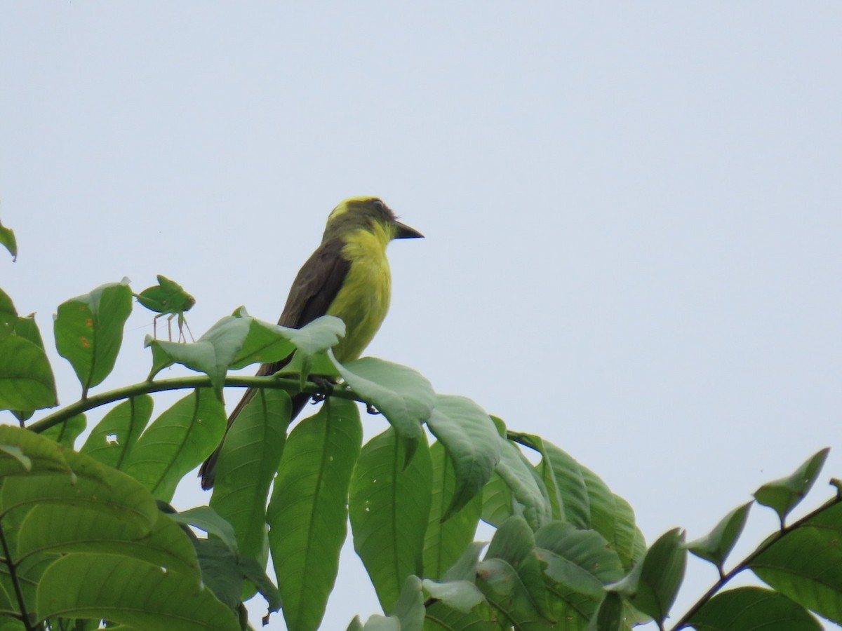 Lemon-browed Flycatcher - ML641529628