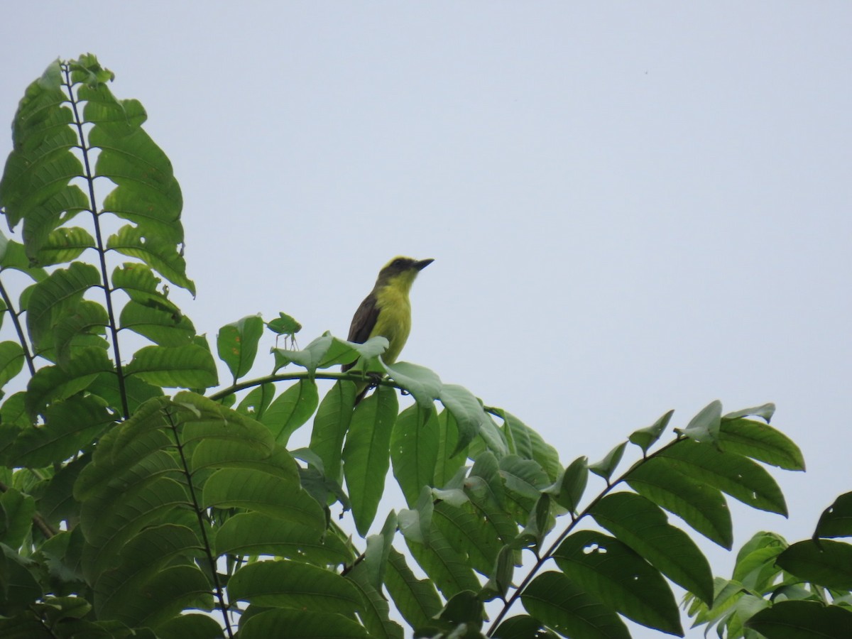 Lemon-browed Flycatcher - ML641529630
