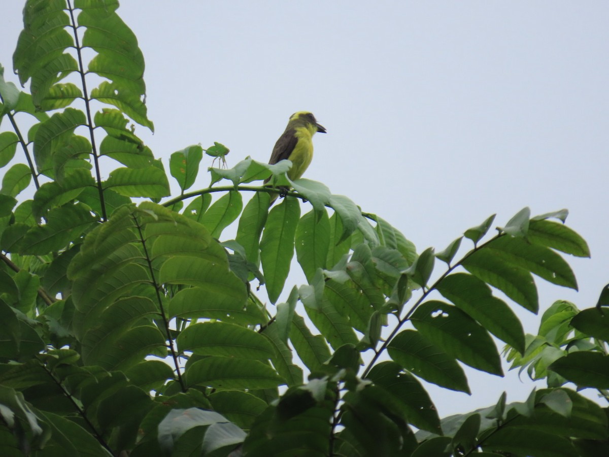 Lemon-browed Flycatcher - ML641529634