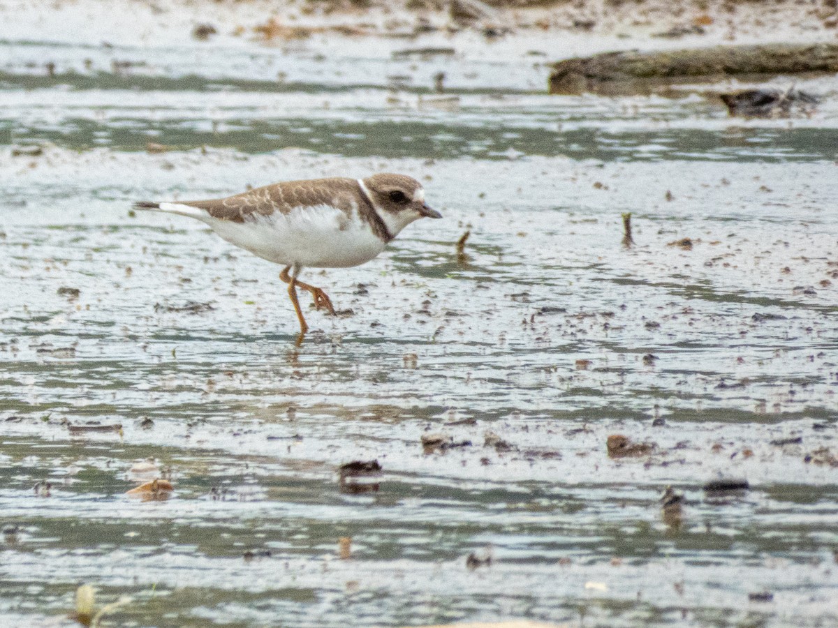 Semipalmated Plover - ML641529643
