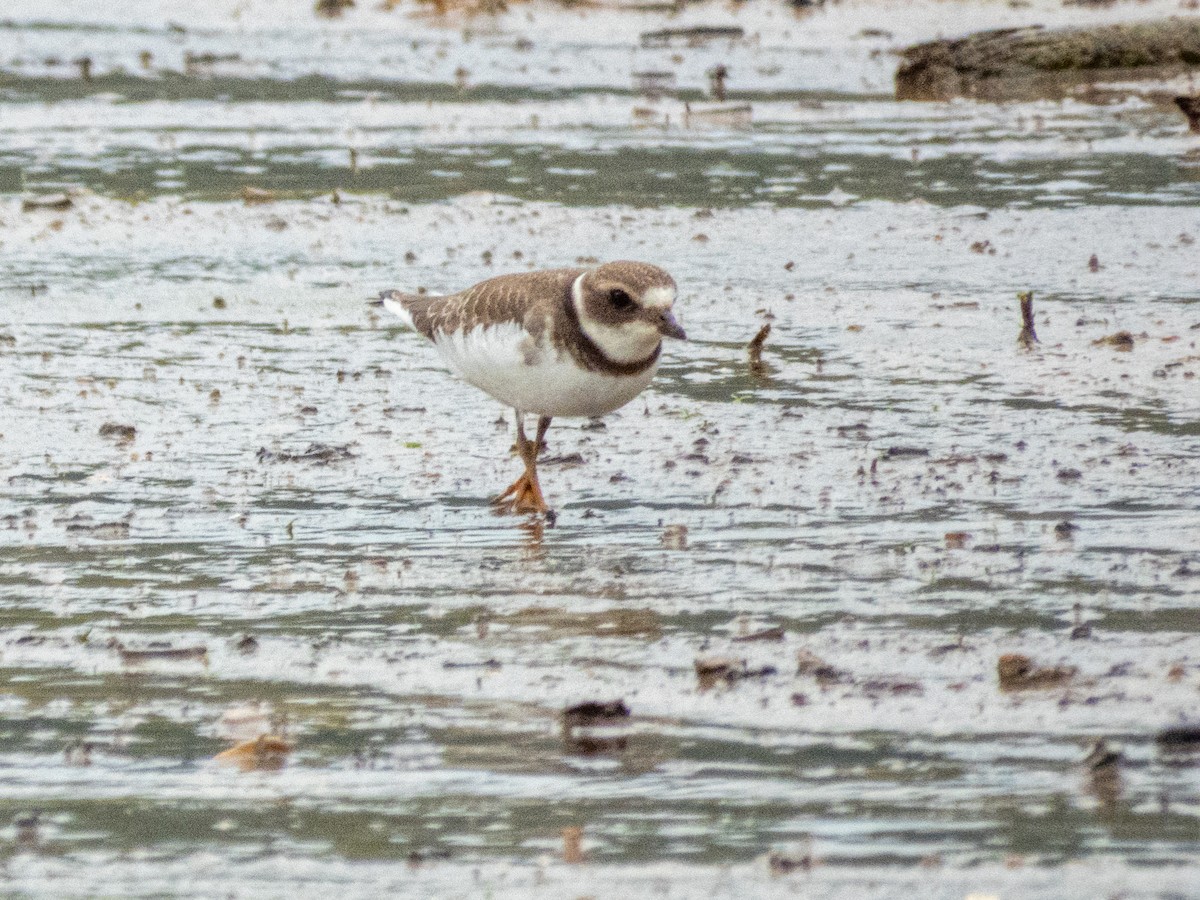 Semipalmated Plover - ML641529648