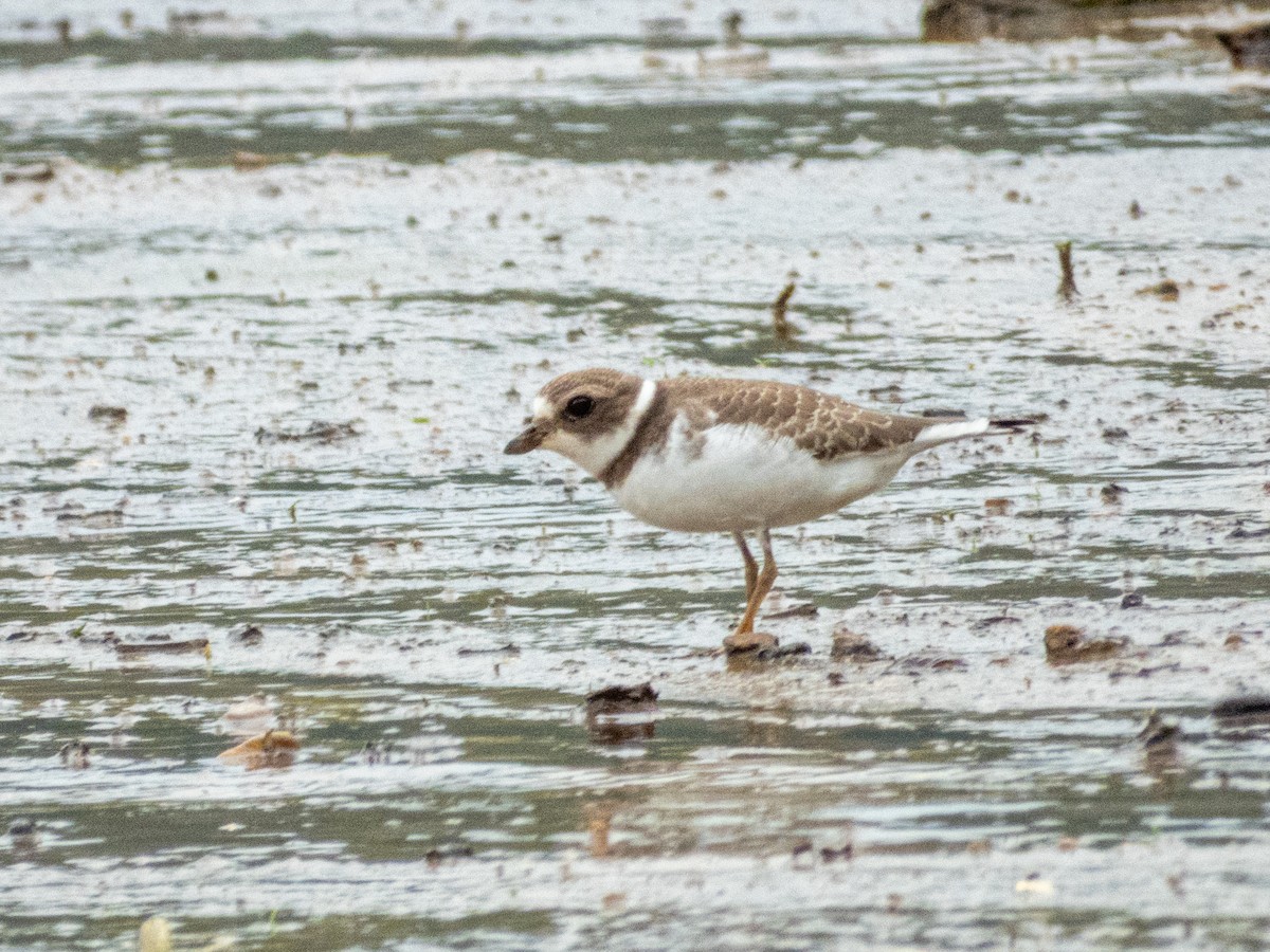 Semipalmated Plover - ML641529662