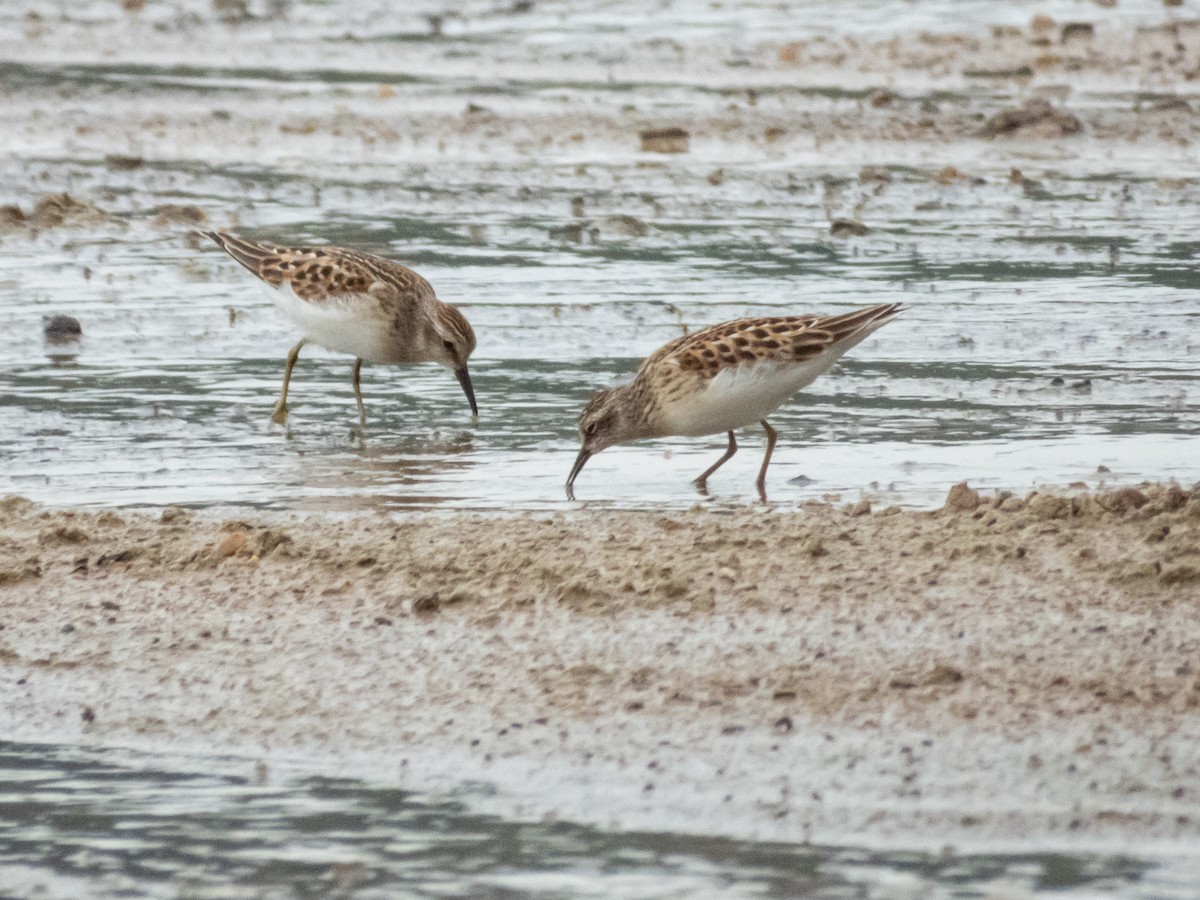 Least Sandpiper - ML641529674