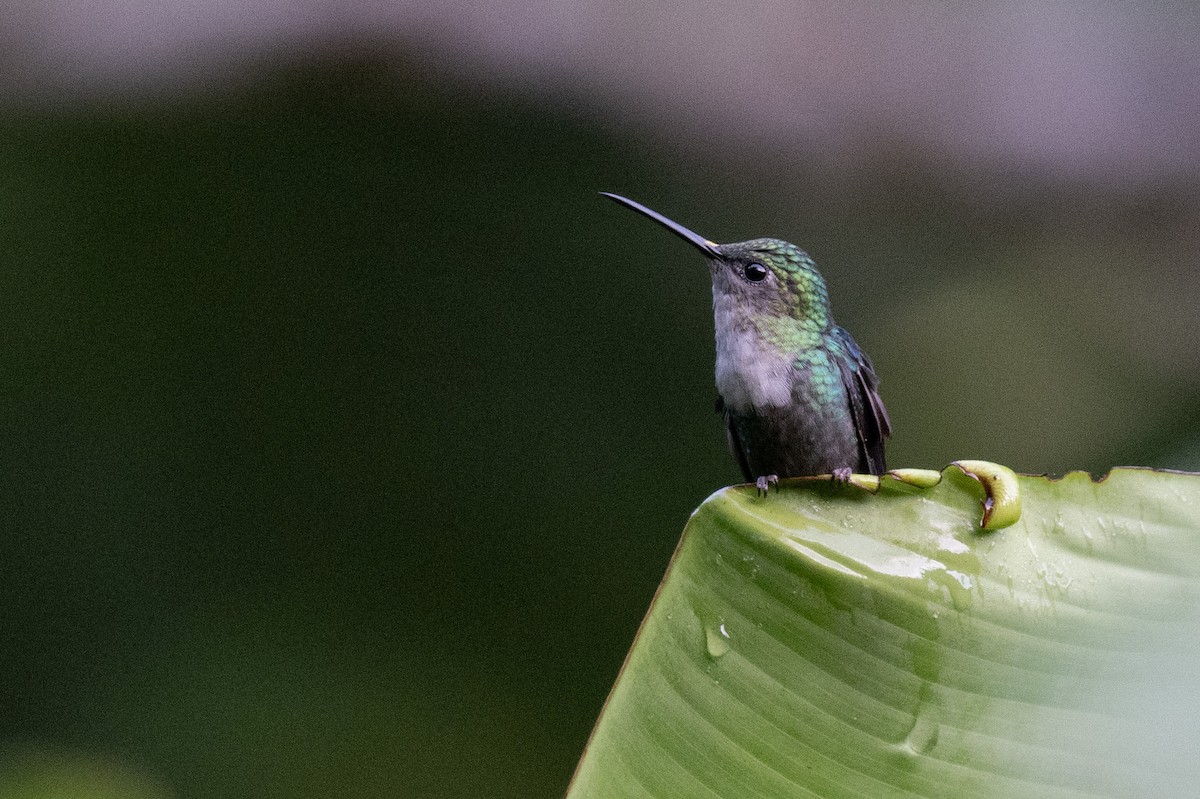 Crowned Woodnymph (Green-crowned) - ML641529681