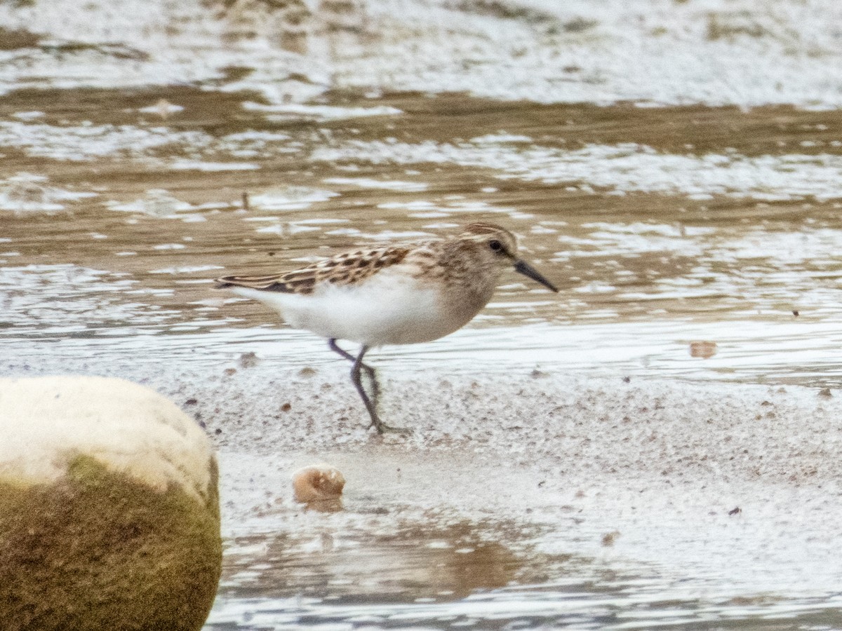Semipalmated Sandpiper - ML641529692