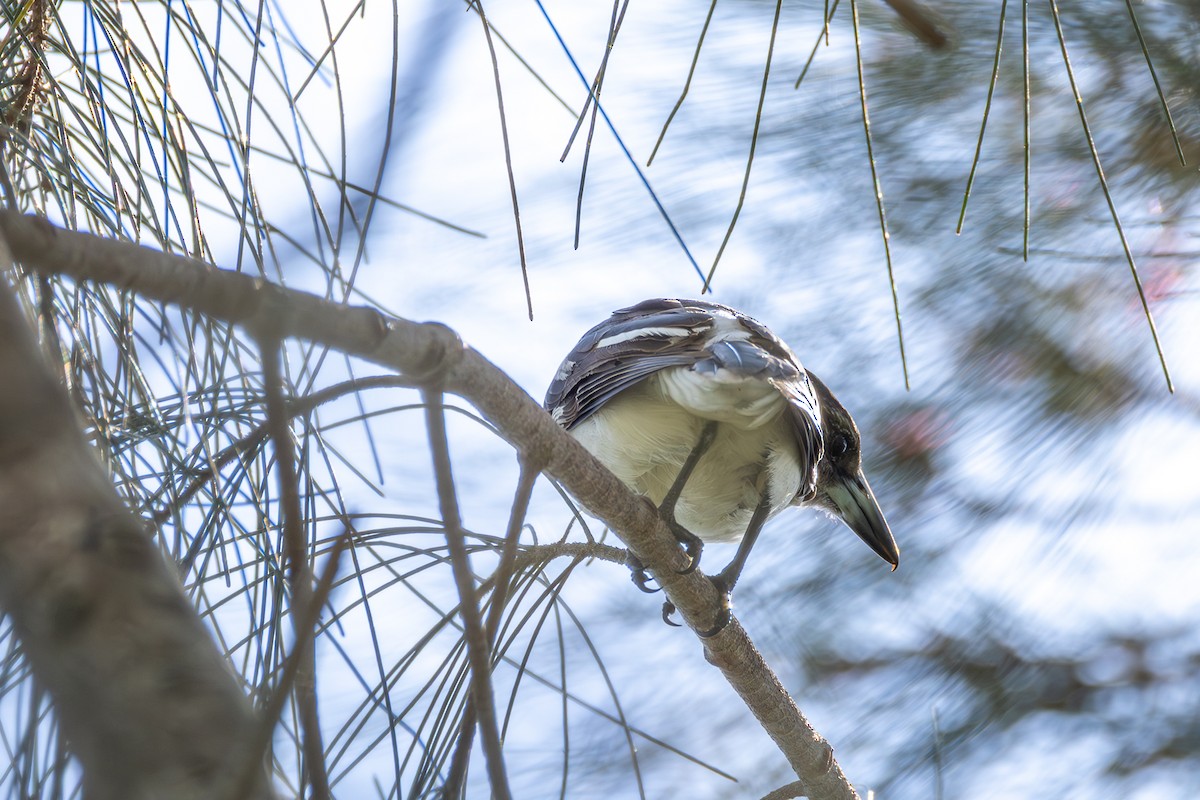 Gray Butcherbird - ML641529819