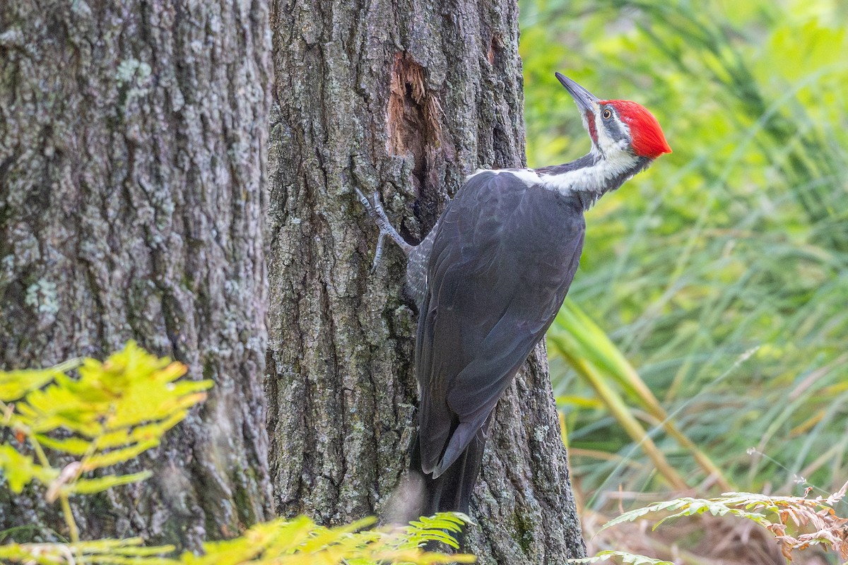 Pileated Woodpecker - ML641529821