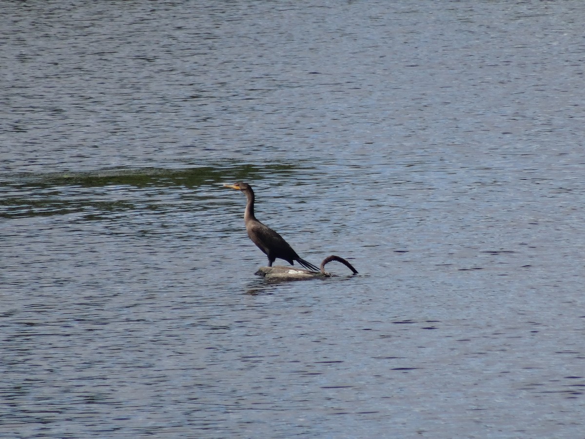 Double-crested Cormorant - ML641529831