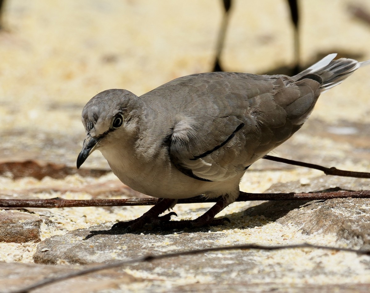 Picui Ground Dove - ML641529842