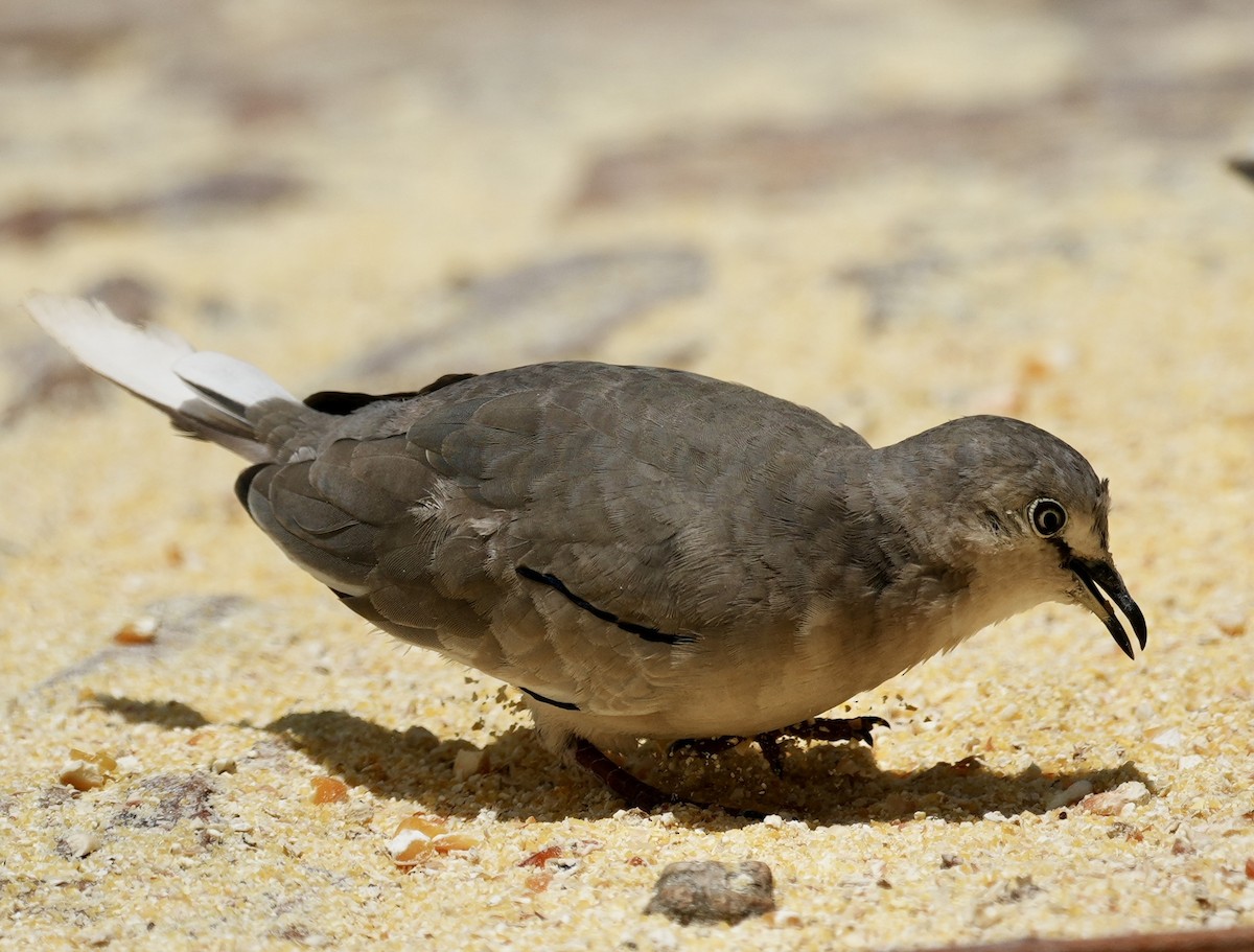 Picui Ground Dove - ML641529843