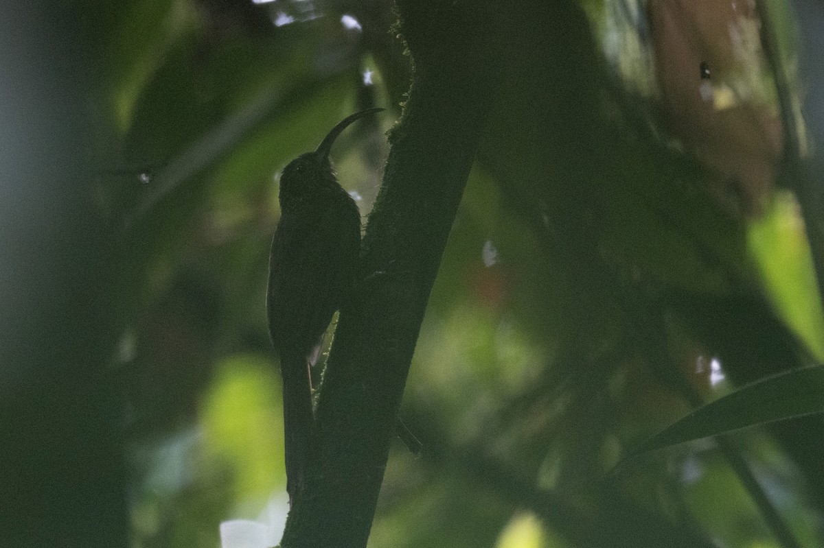 brunbuetreløper - ML641529846