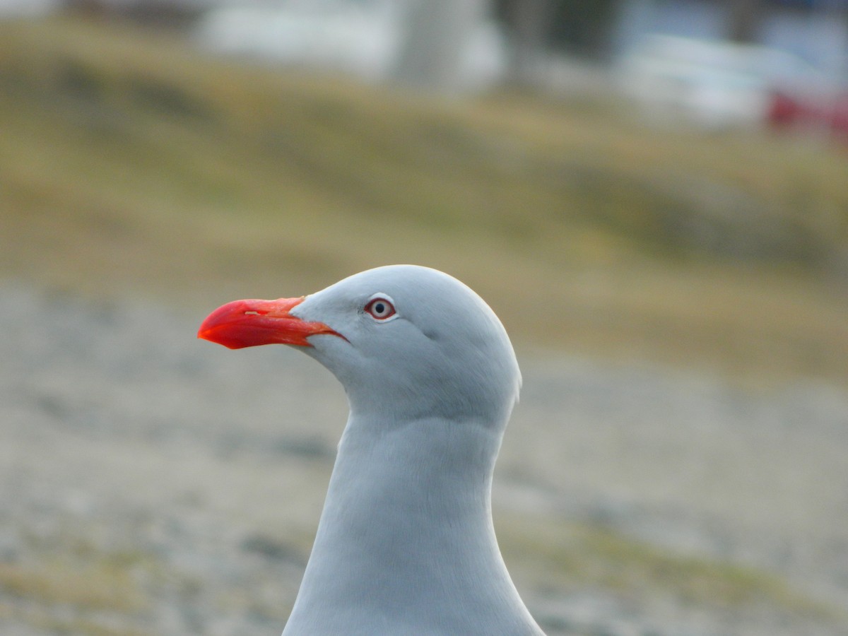 Dolphin Gull - ML641529892