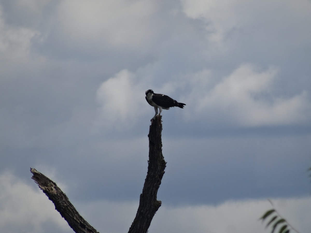 Osprey - ML641529893
