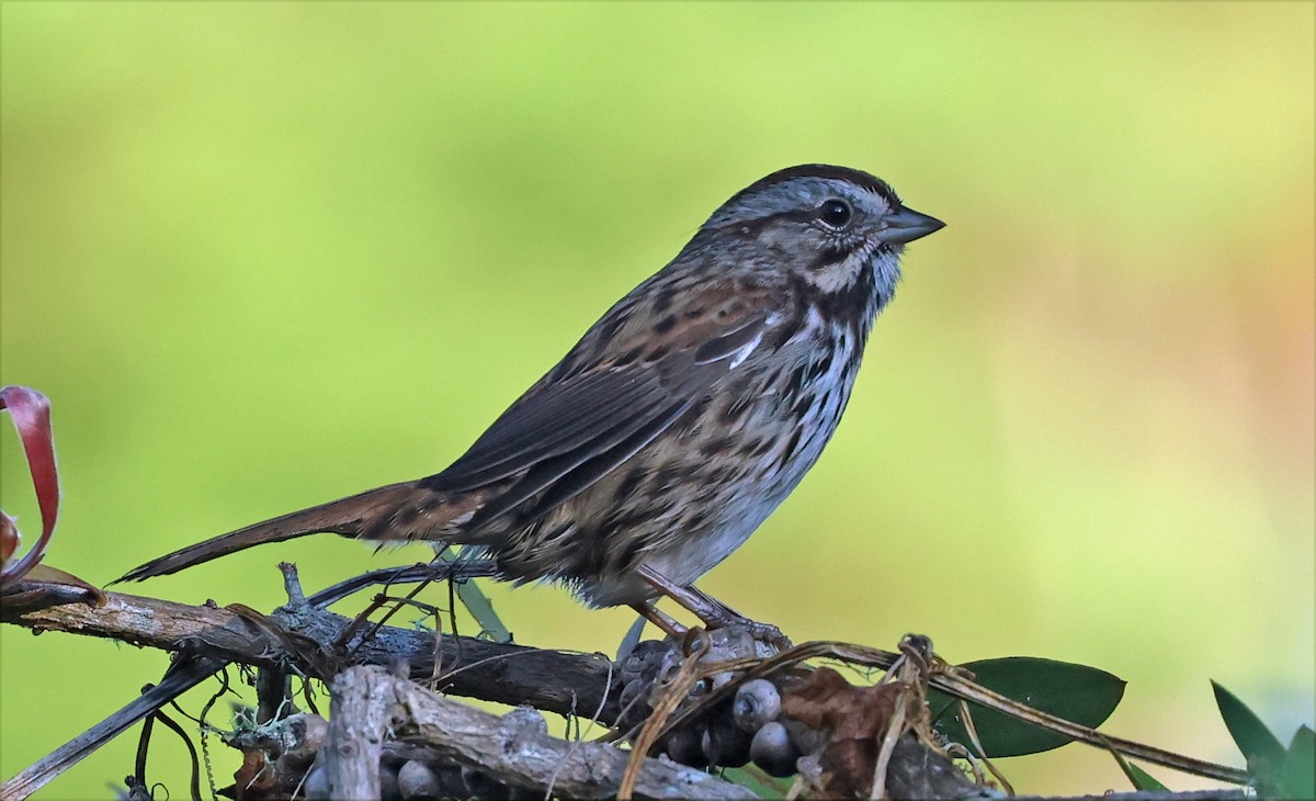 Song Sparrow (heermanni Group) - ML641529904