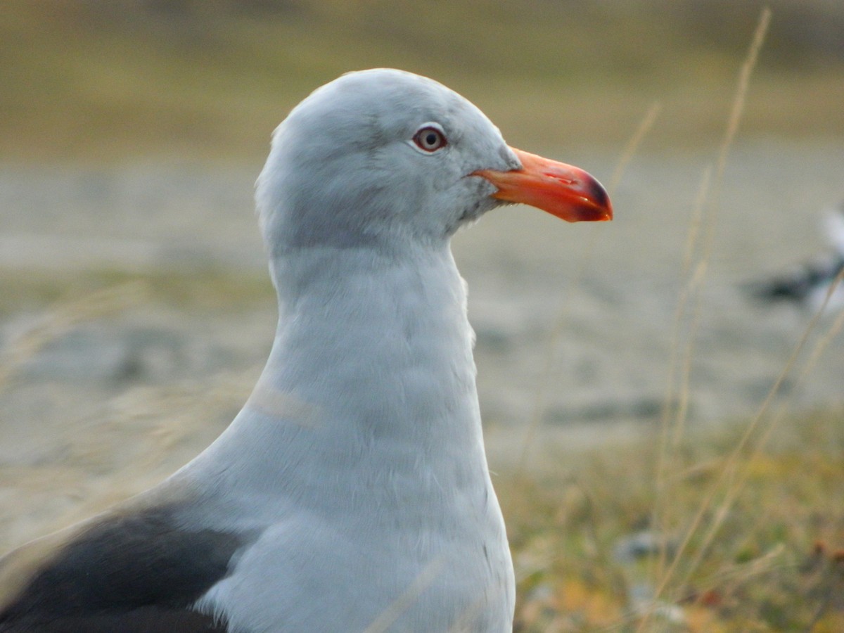 Dolphin Gull - ML641529928