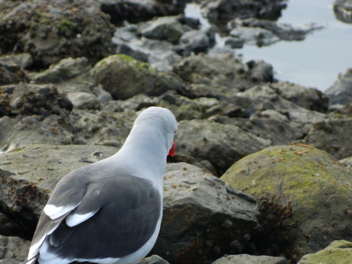 Dolphin Gull - ML641529935