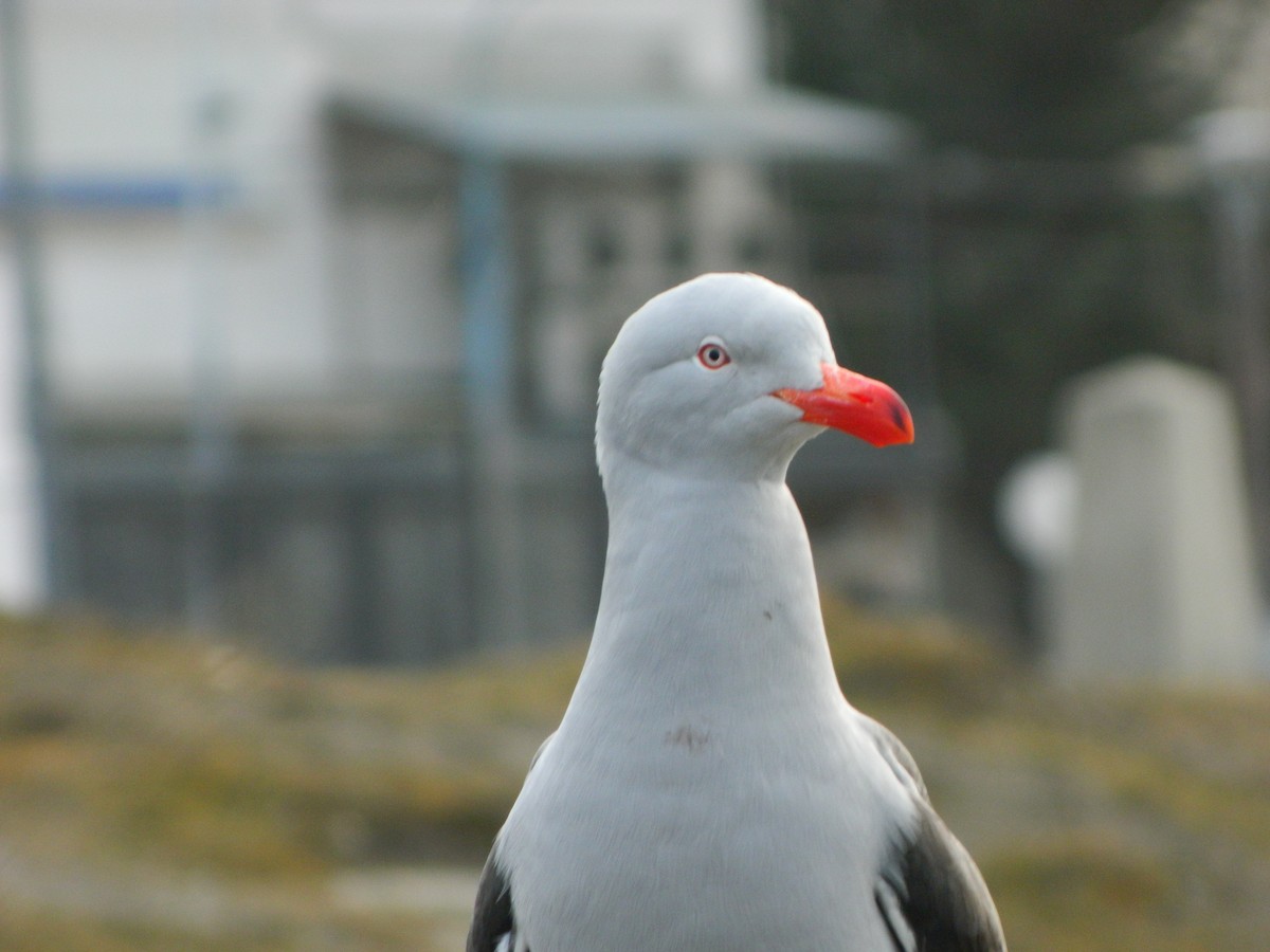 Dolphin Gull - ML641529938