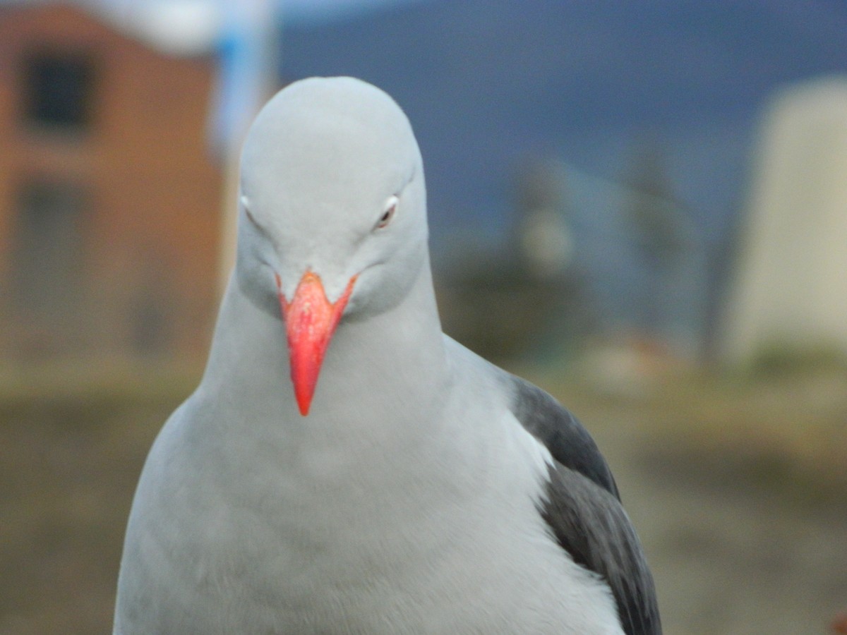 Dolphin Gull - ML641529943