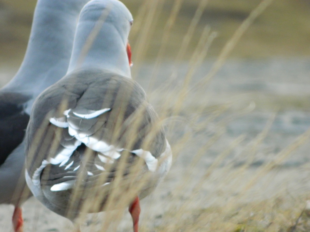 Dolphin Gull - ML641529954