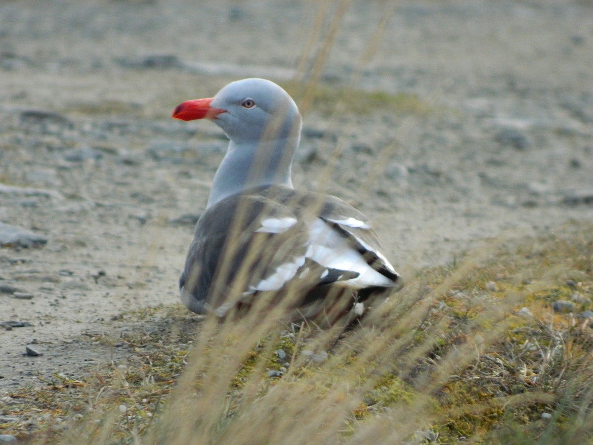 Dolphin Gull - ML641529958