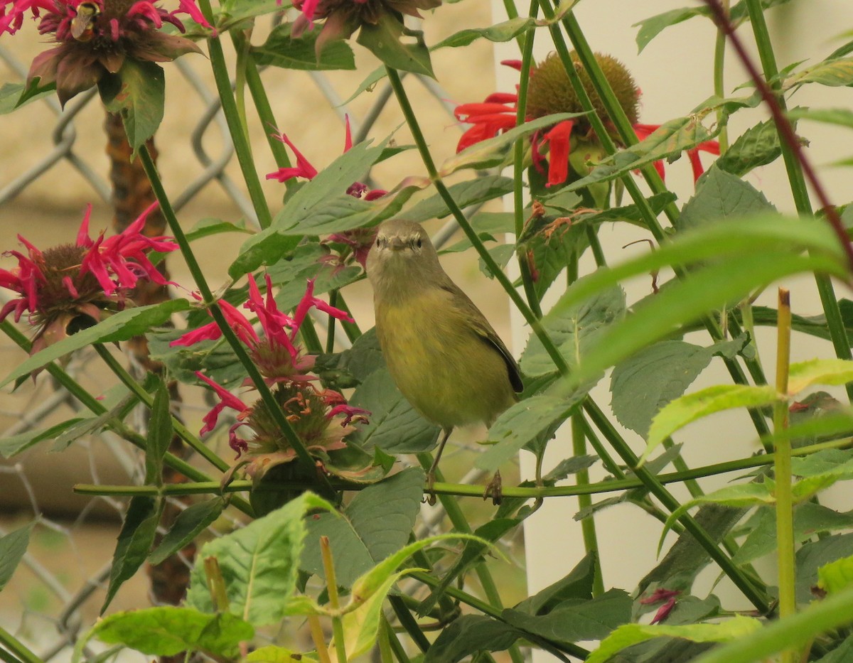 Orange-crowned Warbler - ML641529963