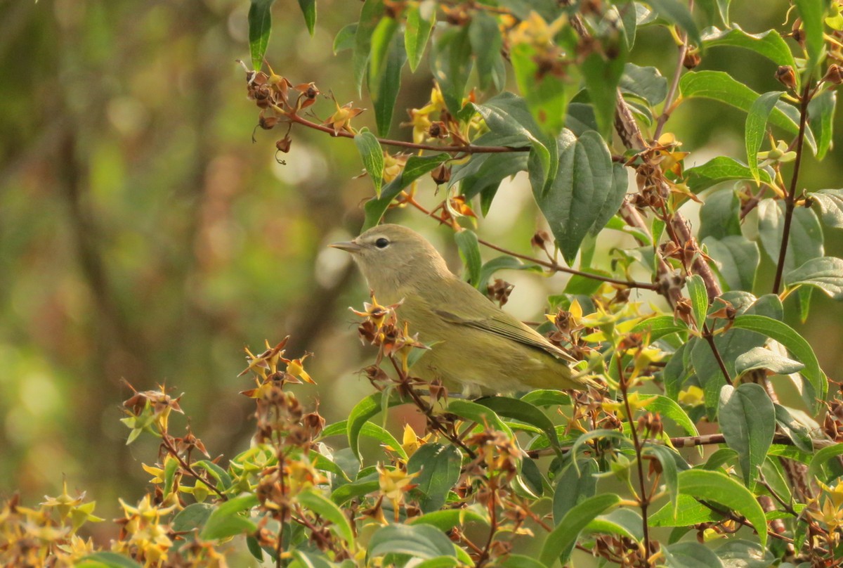 Orange-crowned Warbler - ML641529974